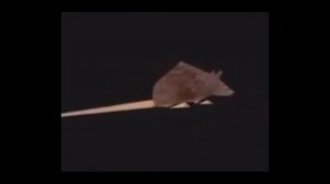 мыш крутится под крутую музыку фулл