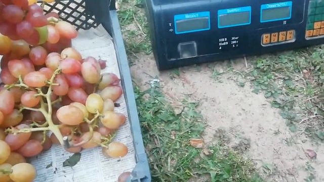 Снимаем выборочно виноград на юге Белоруссии. смотреть онлайн