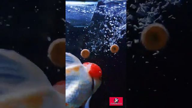 Redcap,çikolata,aslanbaş,köpükkafa, bebekyüz oranda goldfish смотреть онлайн