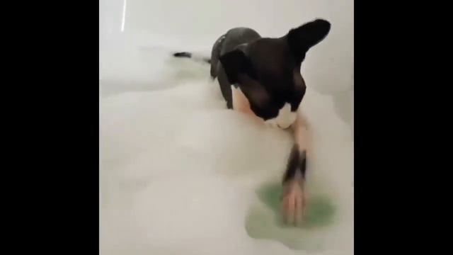 УГАРНЫЕ ПРИКОЛЫ С КОТАМИ И СОБАКАМИ, Funny Pets / ТЕСТ НА ПСИХИКУ / ПОПРОБУЙ НЕ ЗАСМЕЯТЬСЯ смотреть онлайн