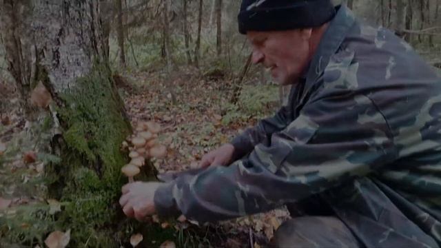 Грибы смотреть онлайн