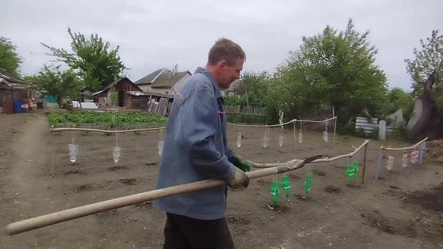 Клубника Альба! Вопрос Ответ ? смотреть онлайн