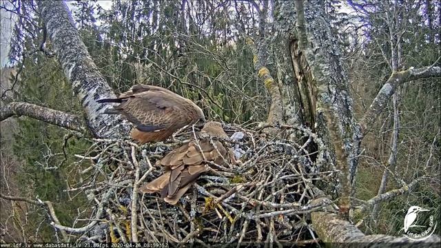 Goldas ? Greja attiecības un trešais oļuks. 26.04.2020 смотреть онлайн