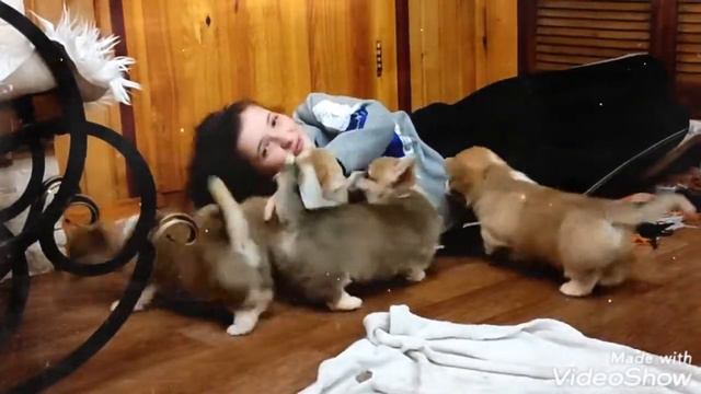 Корги счастье))) смотреть онлайн