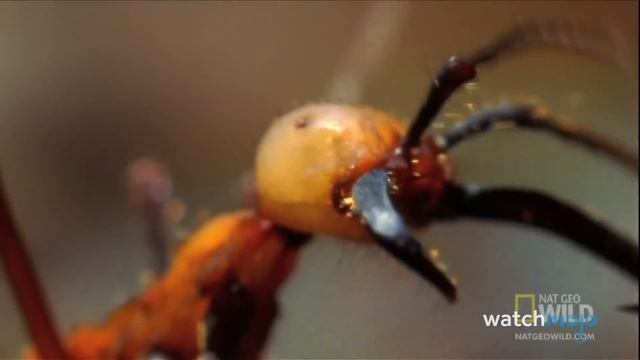 Top 20 Scariest Insects on Earth смотреть онлайн