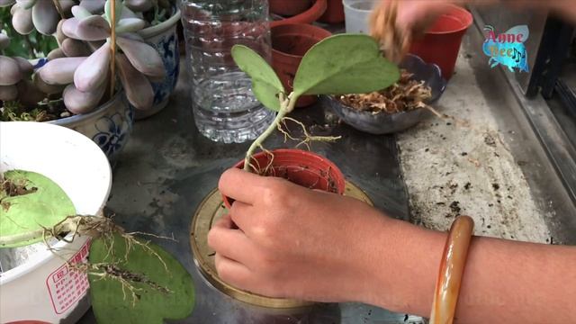 How to propagate your Hoya | bagaiman menyebarkan Hoya anda 호야 케리 | Хойя Керри смотреть онлайн