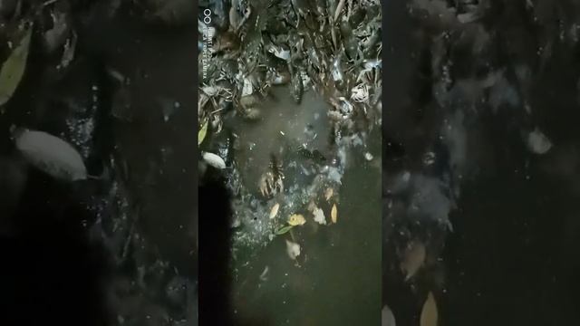 раки. живые раки. смотреть онлайн