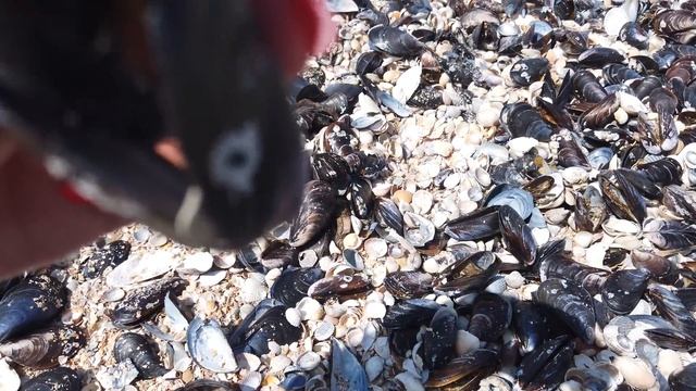 ЛУЧШИЙ ОБЗОР ГОЛУБИЦКАЯ 2021. ЧТО СЛУЧИЛОСЬ С ПЛЯЖЕМ? АЗОВСКОЕ МОРЕ. ПЛЯЖИ. ОТДЫХ. ЦЕНЫ смотреть онлайн