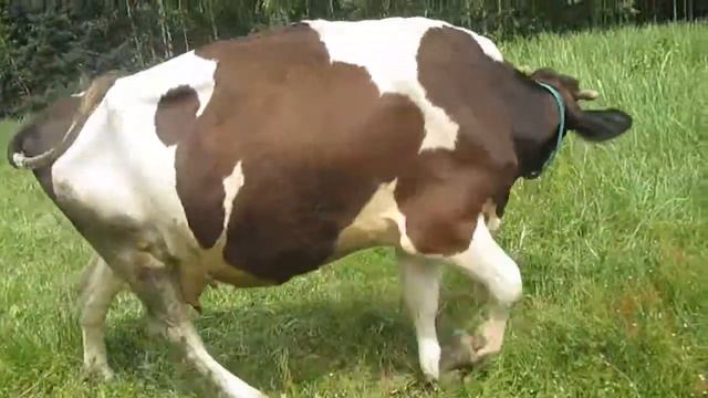 Наши коровы.Обзор коров смотреть онлайн