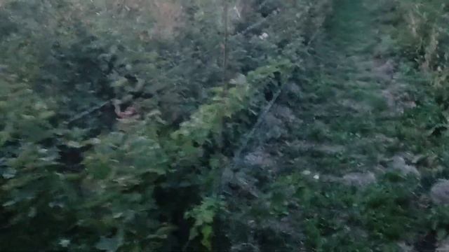 Ежевика Блэк Джем. Обзор, мнение и основные характеристики смотреть онлайн