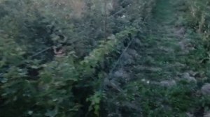 Ежевика Блэк Джем. Обзор, мнение и основные характеристики