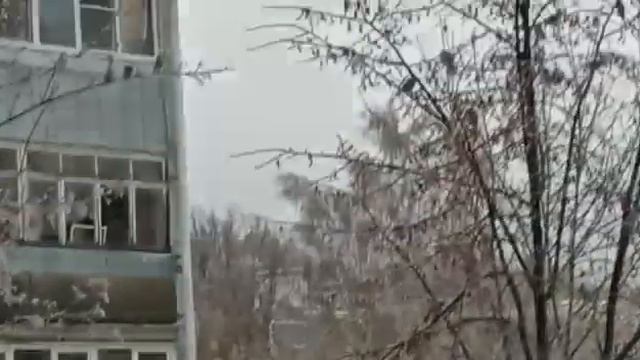 Налёт СВИРЕСТЕЛЕЙ , на ягоды РЯБИНЫ ... 22 ноября 2022г смотреть онлайн