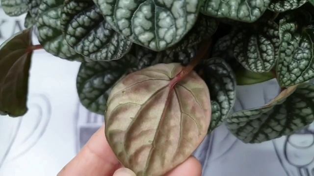 Новый сорт!!! ШОК!! Пеперомия "Burbella" Самый редкий сорт 2020 смотреть онлайн