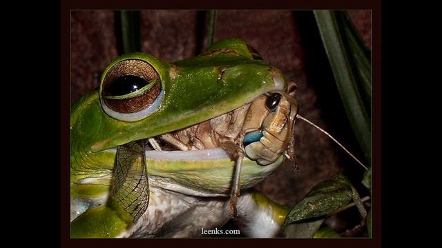 В траве сидел кузнечик смотреть онлайн