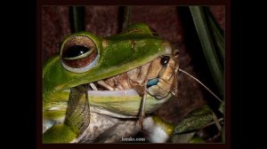 В траве сидел кузнечик