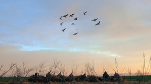 Охота на гуся открытие ПсковОхота на гуся с чемпионом России по игре на духовом манке