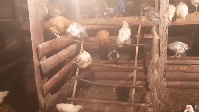 Цыплят по осени считают.Подвожу итоги.#деревенскаяжизнь #хозяйство #домашниеживотные #курицы