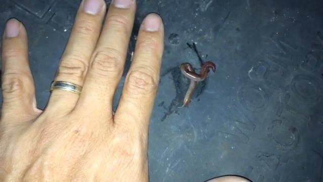 European Nightcrawler - Eisenia Hortensis смотреть онлайн