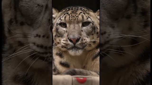 SNOW LEOPARD | СНЕЖНЫЙ БАРС #leopard #барс #Shorts смотреть онлайн