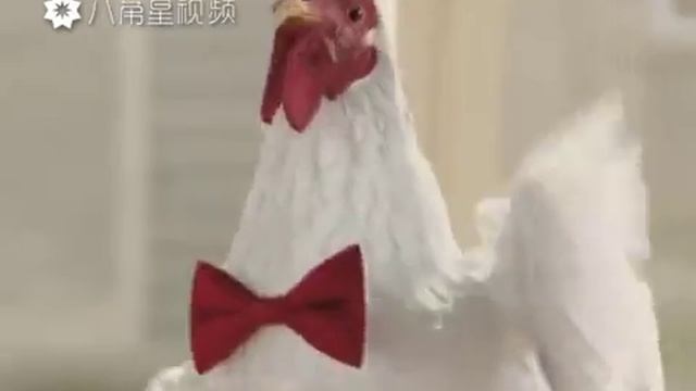 Пение китайских петухов