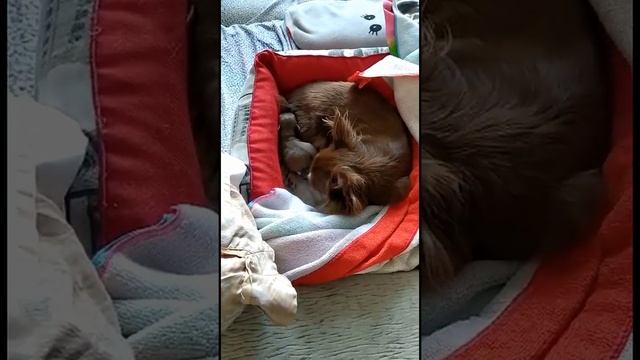 малышу Чихуахуа два дня .Попу мыть надо каждый день смотреть онлайн