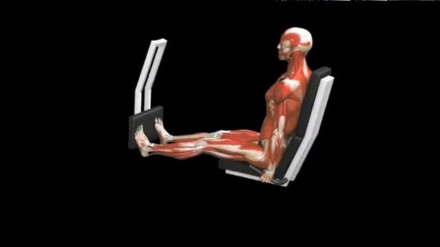 Перекаты с пятки на носок на тренажере Calves Seated calf press Lever смотреть онлайн
