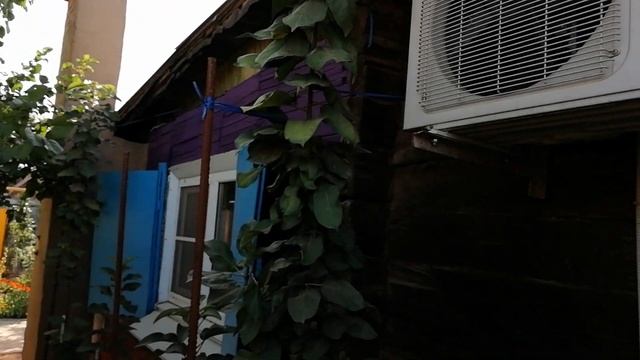 Колоновидная яблоня. Правильная посадка колоновидных яблонь и колоновидных груш. смотреть онлайн