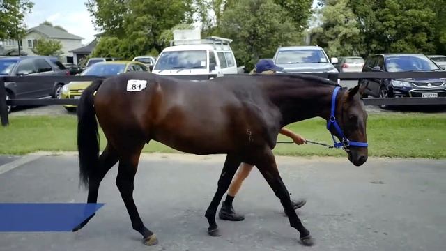 KARAKA 18 – LOT 81 BURGUNDY – BOUQUET, BROWN COLT $80,000 смотреть онлайн