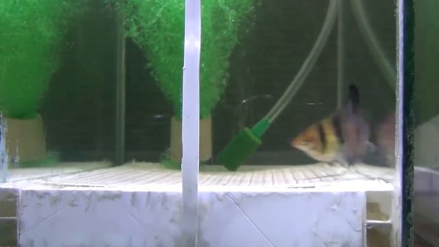 Нерест черного барбуса смотреть онлайн