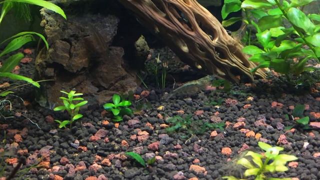 ?Креветка моей мечты (Креветки amano Caridina multidentata) ? смотреть онлайн