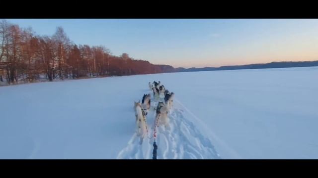 ХАСКИ ПЕРМЬ #husky #short #ездовойспорт #хаски #тренировки