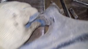 Замена сайлентблоков передних рычагов Nissan Note. #АлексейЗахаров. #Авторемонт. Авто - ремонт