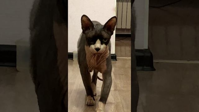 Мой любимый кот, не смог не подтянуть  его))