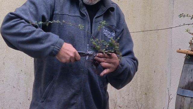 Suite : Cotonéaster Dammeri 'coral Beauty'  Le Rempotage