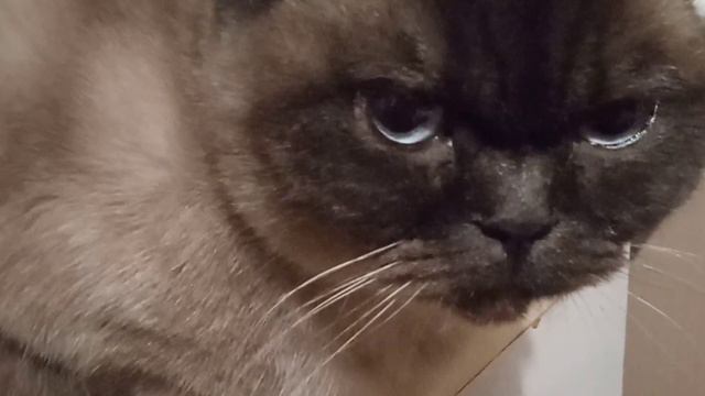 Анонс Масленицы и поста смотреть онлайн