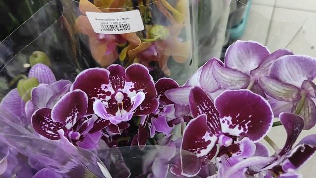 №495/ МНОГО красивых ОРХИДЕЙ в с/ц ROST_ OK . Есть УЦЕНКА. смотреть онлайн