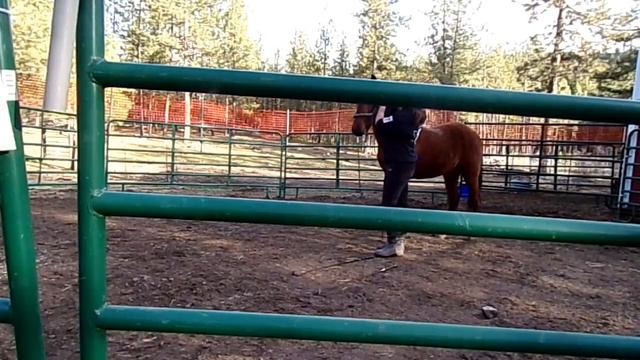 Bia Filos- Extreme Mustang Makeover Pickup and Homecoming смотреть онлайн