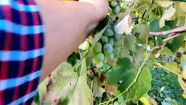 Тяжело Камалу подстричься . Верхолаз - помошник. смотреть онлайн