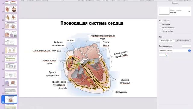 Физиология сердца // Открытый интенсив по олимпиадной биологии смотреть онлайн