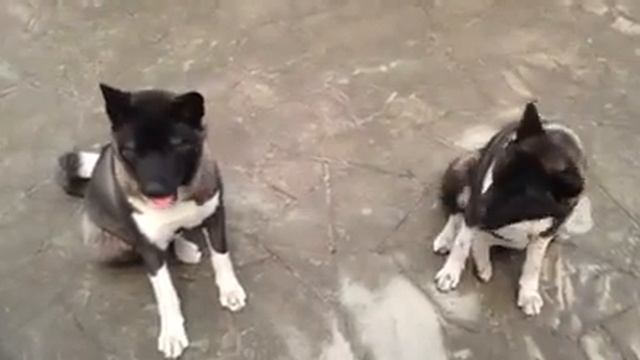 Американская Акита. Как стоять на задних лапах