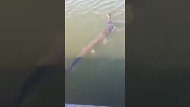 Щука поймала птицу смотреть онлайн