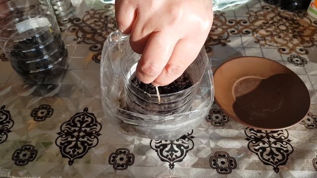 Быстрая всхожесть любых семян ?Как ускорить прорастание ?Выращивание семя в домашних условиях смотреть онлайн