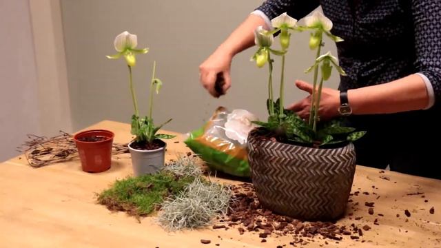 DIY Paphiopedilum Maudiae Femma In Schaal