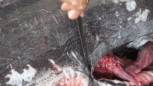 600lb Giant Blue Marlin Fish Cutting Skill -巨型旗魚切割刀法技巧!