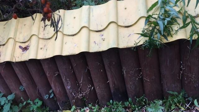 Сбор ягод облепихи смотреть онлайн