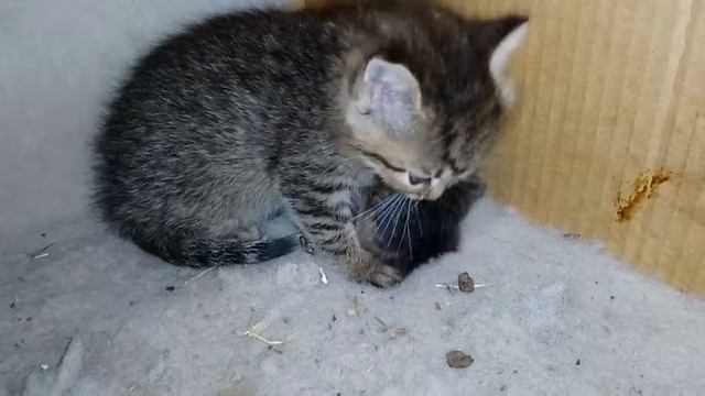 Котёнок ест мышь, которую ему поймала мама кошка смотреть онлайн