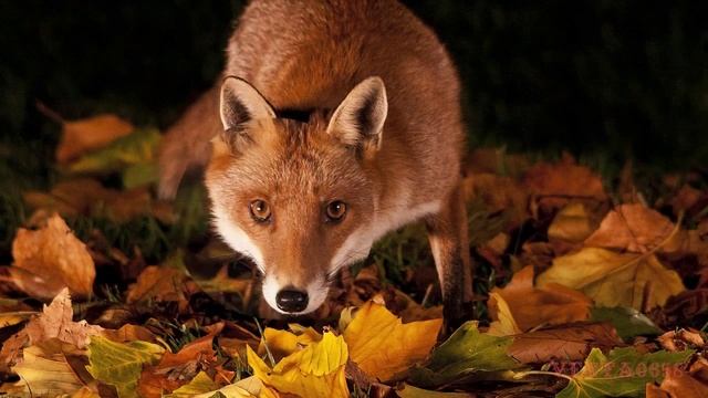 ОСЕНЬ РЫЖАЯ исполняет Андрей Ковалёв смотреть онлайн