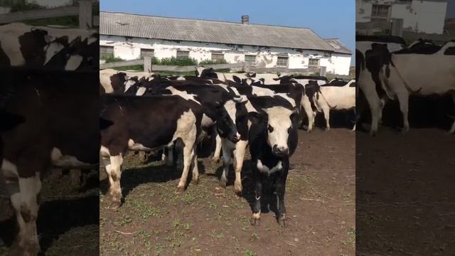 Отбор нетелей и телок черно пестрой породы смотреть онлайн