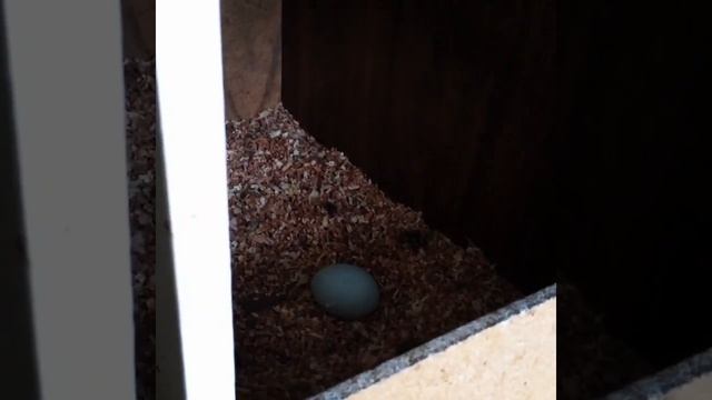 Куры породы Ухейилюй 4.01.2019 смотреть онлайн