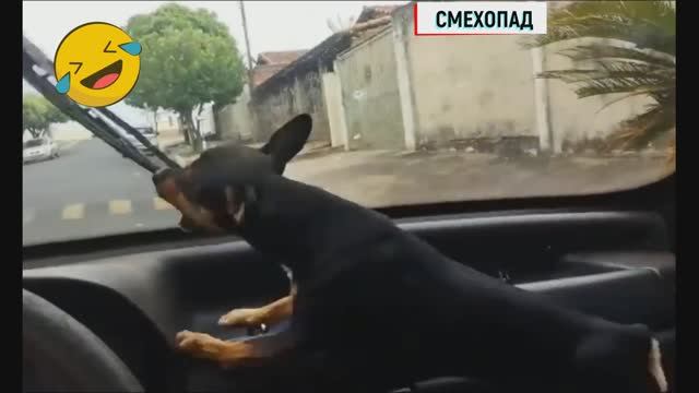 Топовая подборка смешных животных кошечек и собачек 2024
Ржу не могу до слез =) подборка на 4 марта смотреть онлайн